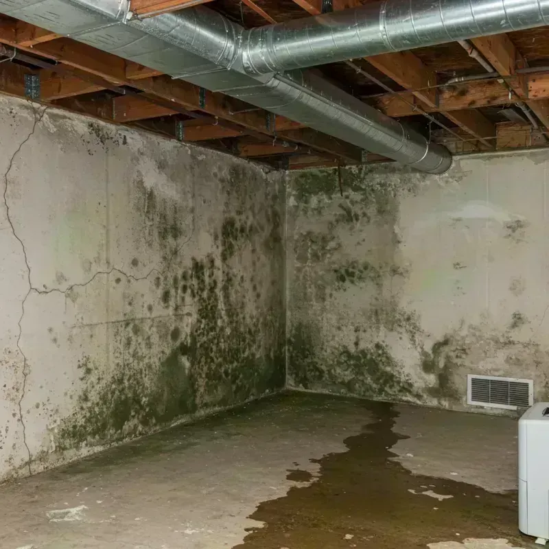 Professional Mold Removal in Heyworth, IL